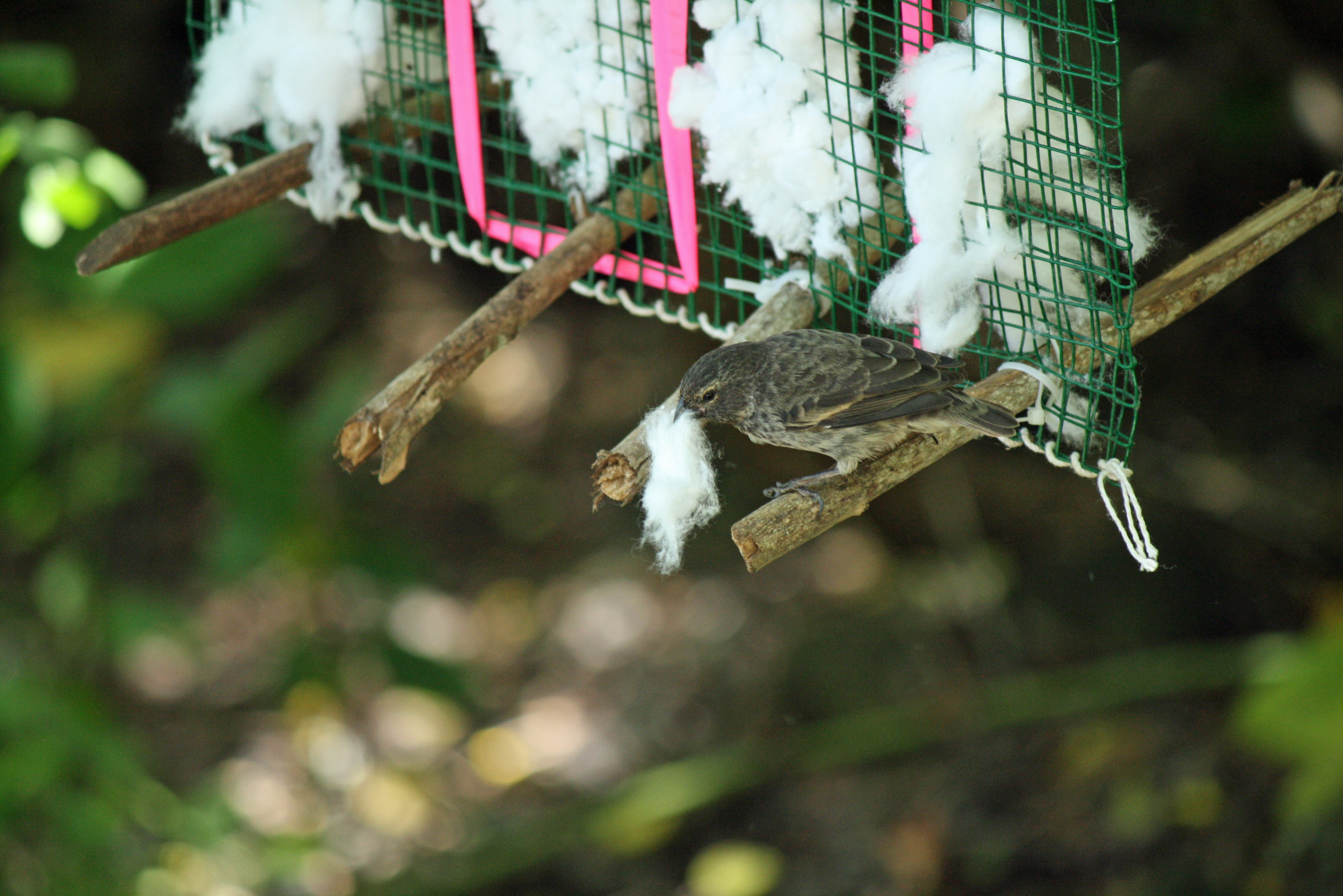 A finch in Ecuador’s Galapagos Islands pulls a cotton ball from a dispenser set out by scientists. A University of Utah study showed that when the cotton is treated with permethrin – a mild pesticide used in human head-louse shampoo – and the birds use the cotton in their nests, blood-sucking fly maggots are killed, thereby protecting the finches and their offspring that often fall prey to the maggots.      A finch in Ecuador’s Galapagos Islands pulls a cotton ball from a dispenser set out by scientists. A University of Utah study showed that when the cotton is treated with permethrin – a mild pesticide used in human head-louse shampoo – and the birds use the cotton in their nests, blood-sucking fly maggots are killed, thereby protecting the finches and their offspring that often fall prey to the maggots.