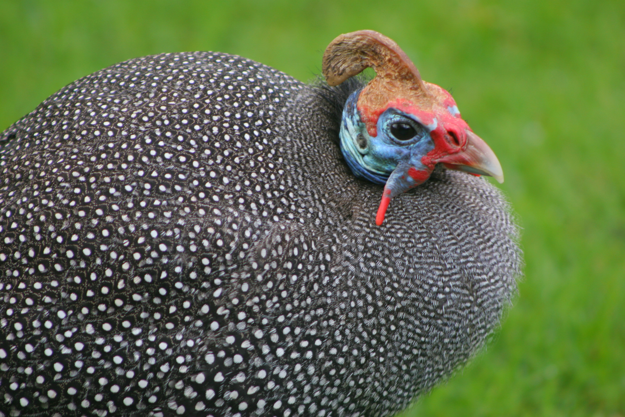 A helmeted guineafowl. A Turkish biologist at the University of Utah questions Turkey’s use of the birds to control ticks that spread Crimean-Congo hemorrhagic fever, contending the birds instead may help spread the disease.