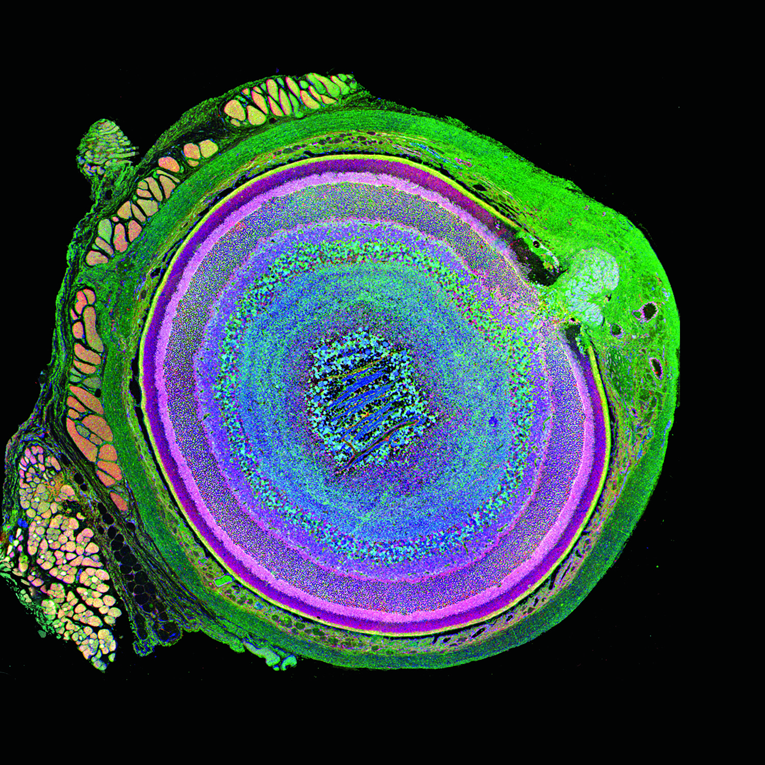 Metabolic snapshot of a mammalian retina.