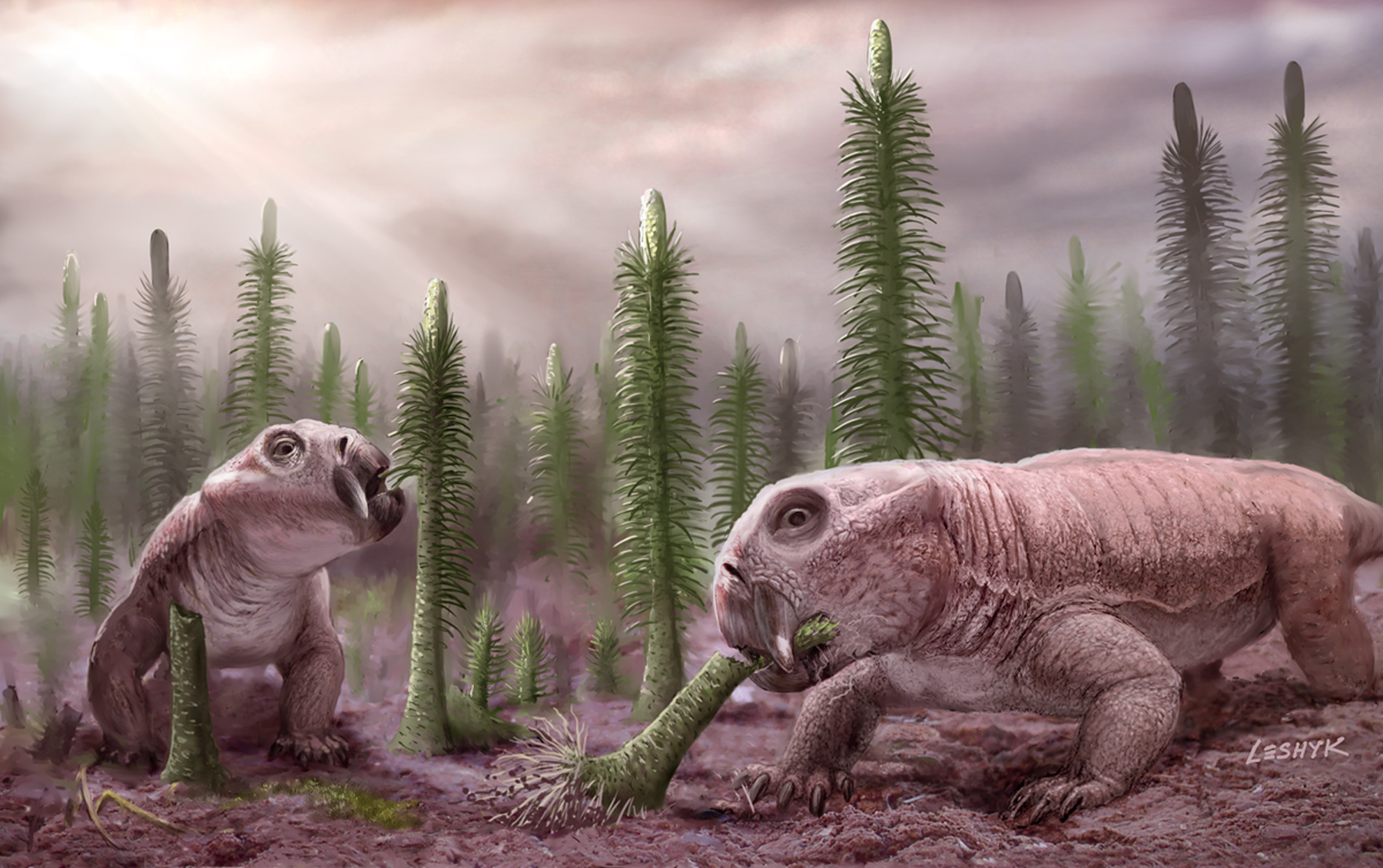 The dicynodont Lystrosaurus browses on a stand of the lycopsid plant Pleuromeia.  These species are two of the 'disaster taxa' that proliferated in the wake of the end-Permian mass extinction.