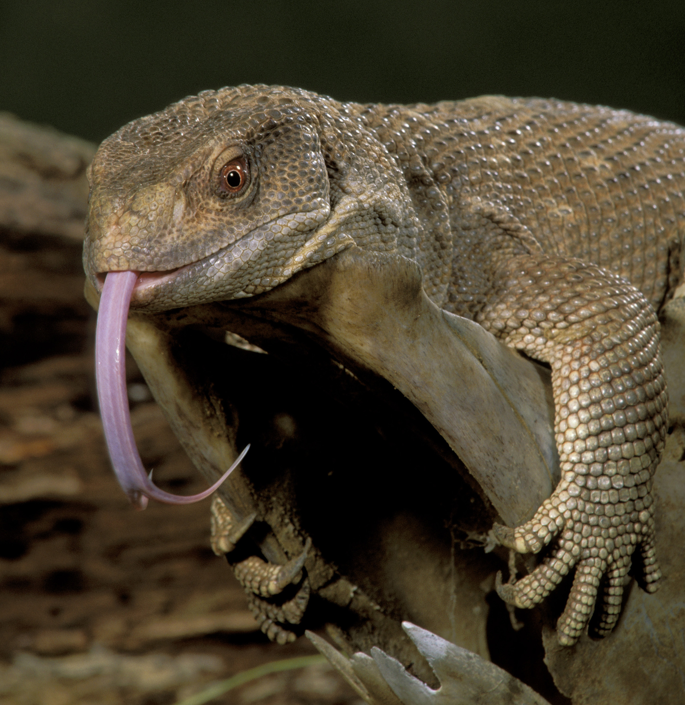 A monitor lizard hugs a branch. A new University of Utah study found that air flows mostly in a one-way loop through the lungs of savannah monitor lizards, just as it does in birds, alligators and presumably dinosaurs. The discovery means this unusual one-way airflow may have evolved 270 million years ago – 100  million years before birds first flew.