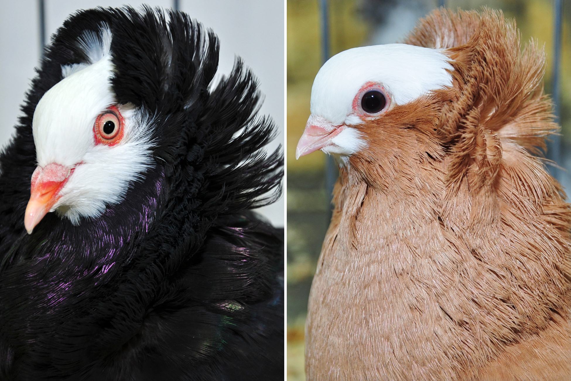 These two pigeon breeds -- the old Dutch capuchine, left, and komorner tumbler, right -- are not closely related, let they both have feathery ornamentation on their heads known as a head crest. These pigeons illustrate the notion that birds of a feather don't always stick together, at least genetically, according to a new University of Utah study of the pigeon family tree.