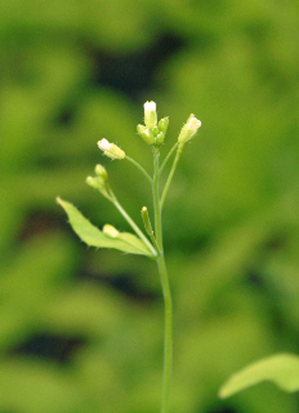 Flowers of the model plant Arabidopsis thaliana (thale cress).