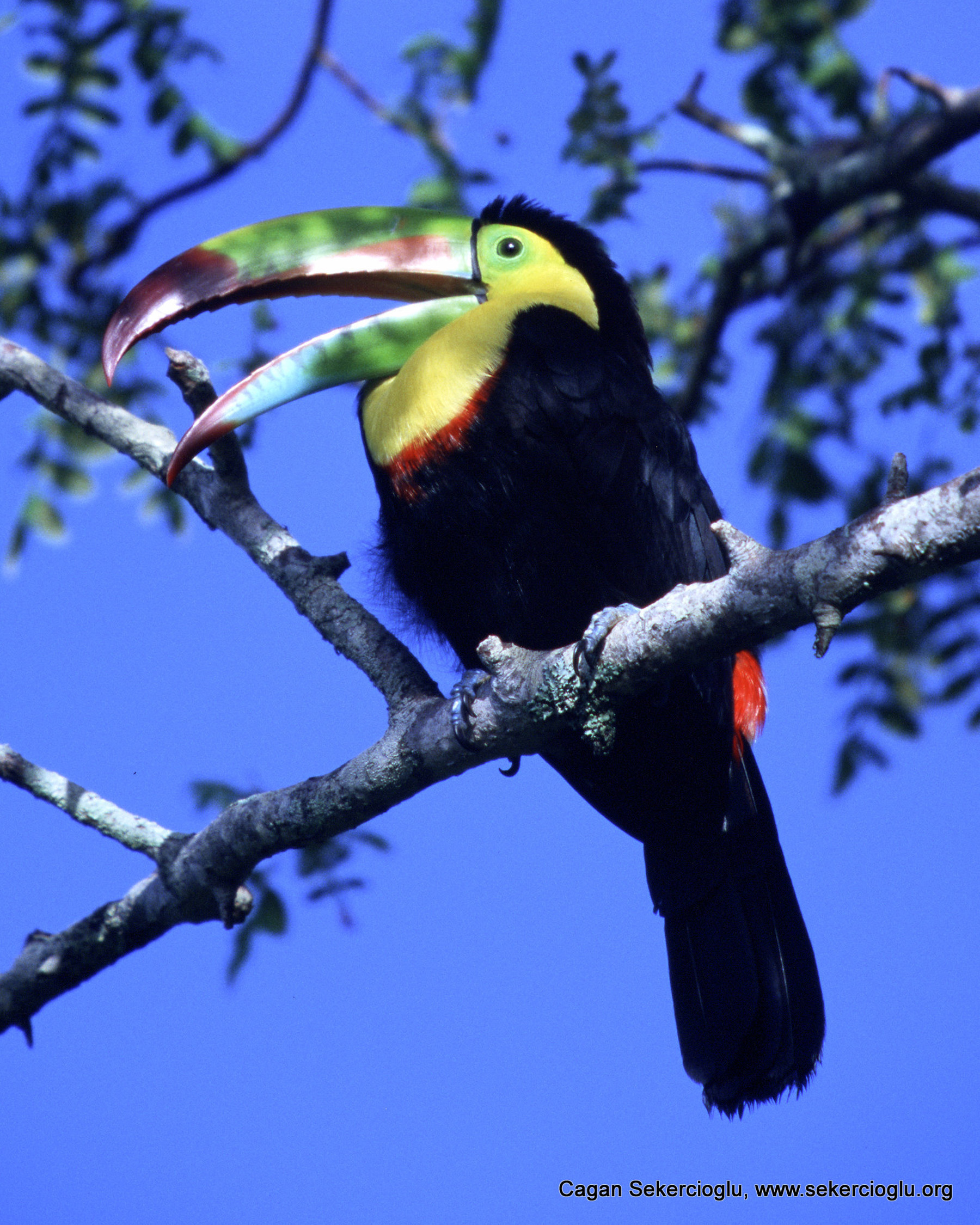 Rainbow-billed toucans like the one shown here normally are confined to lower elevations in Costa Rica, but global warming is allowing them to colonize mountain forests, where they compete with resident birds for food and nesting holes, and prey on their eggs and nestlings.