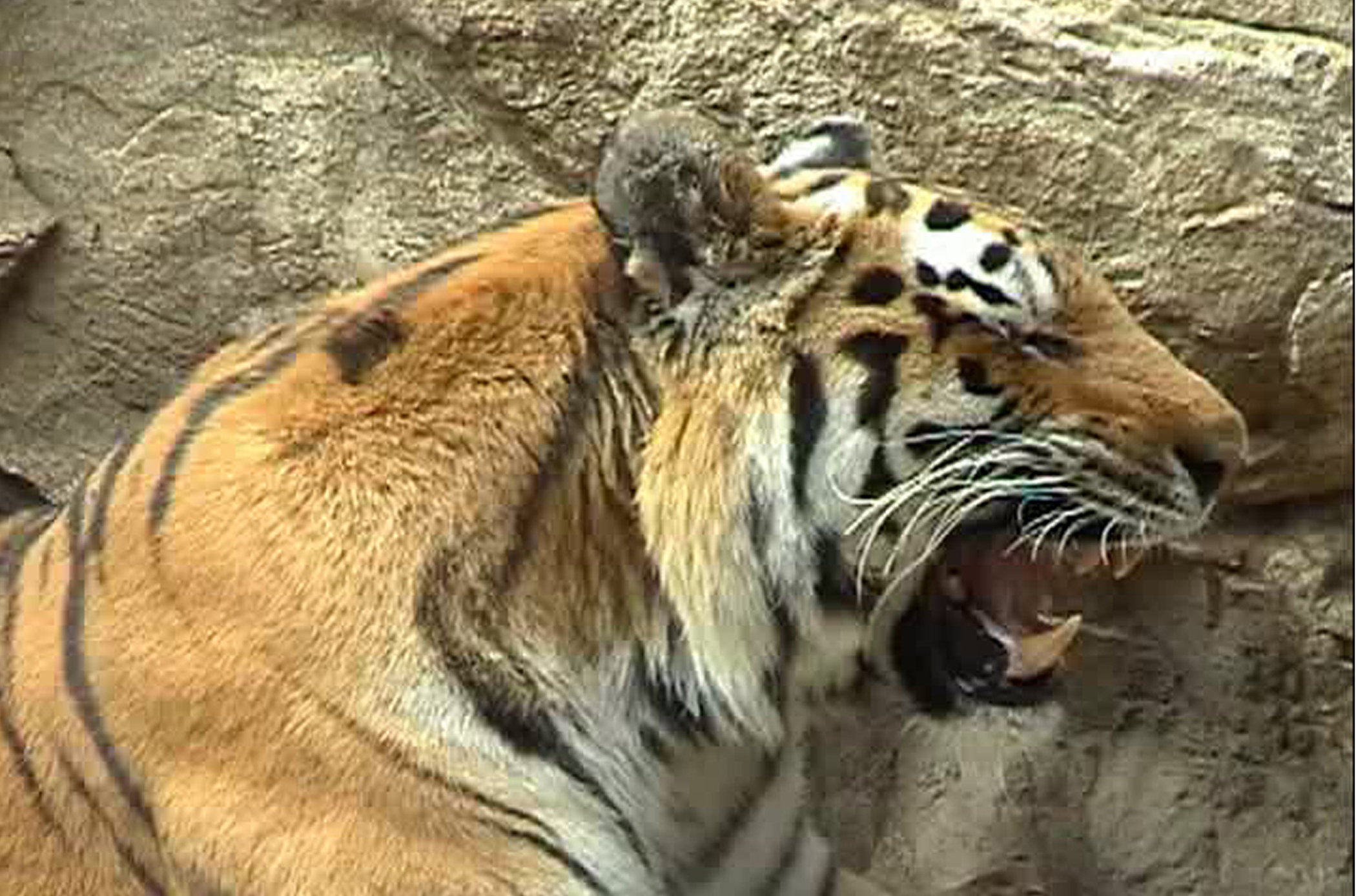 An Amur or Siberian tiger roars, producing what is known as a long-distance advertisement call. A new study of vocal folds from six tigers and lions shows that the frequency of their roars is determined by the shape of their vocal folds and by the ability of their vocal folds to stretch and shear, not by nerve impulses from the brain. The study was performed by scientists from the National Center for Voice and Speech at the University of Utah and University of Iowa, and the Boys Town National Research Hospital in Omaha.