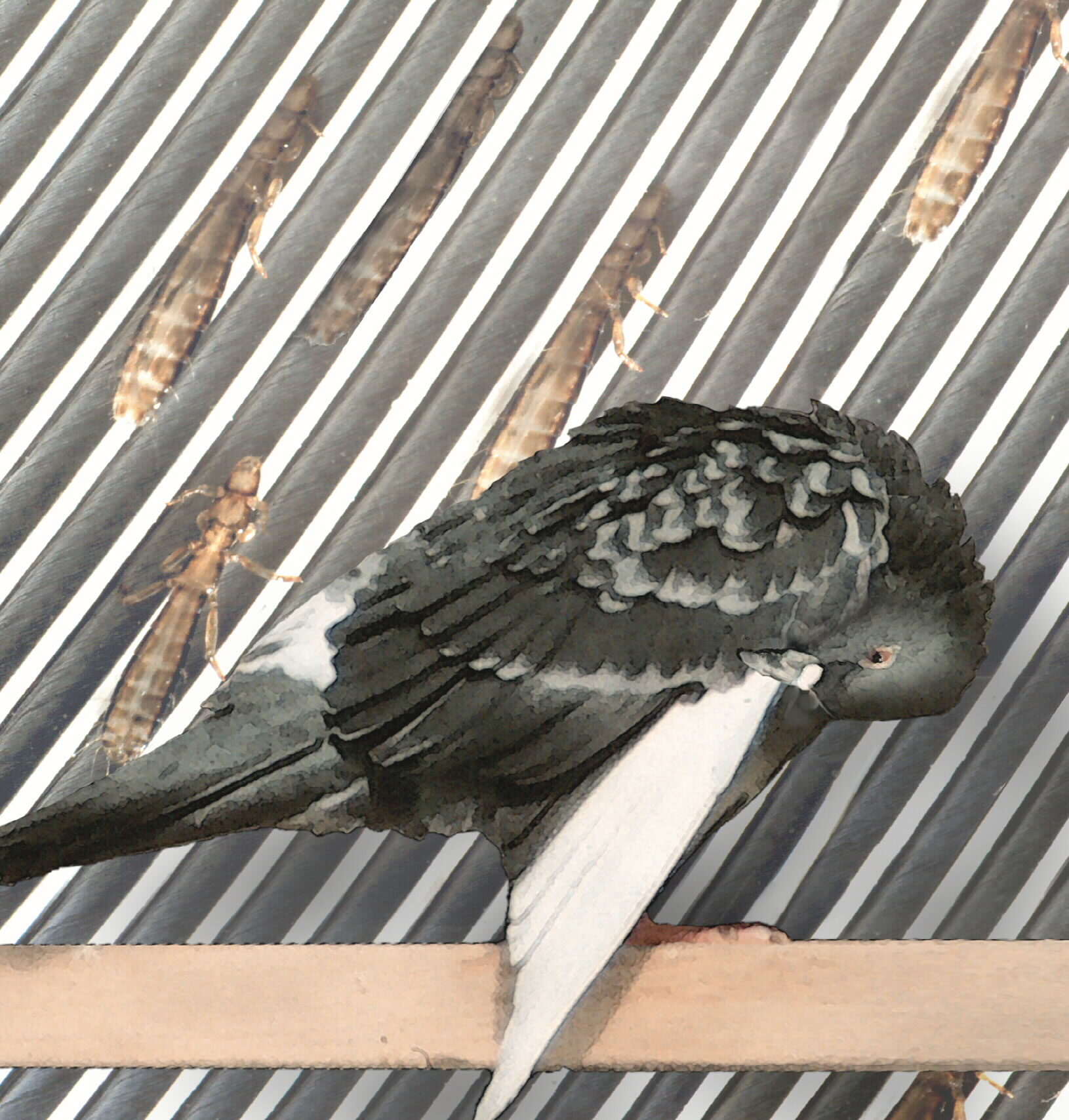 In this composite photograph, a rock pigeon preening its feathers is superimposed on a closeup image of a rock pigeon feather with lice trying to hide between feather branches to escape preening.