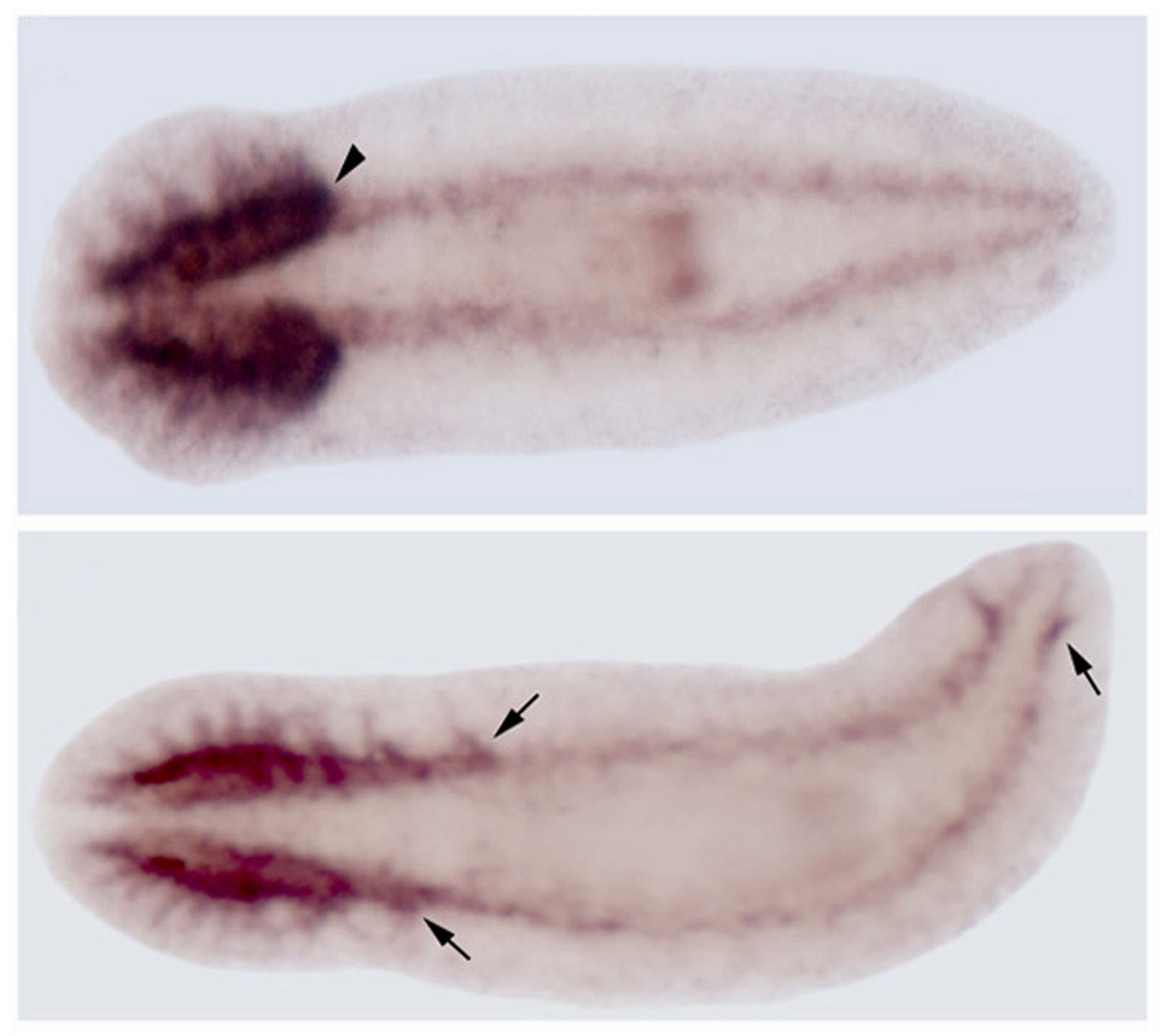 A normal flatworm has a U-shaped brain restricted to its head (top photo above). But when a gene named "brains everywhere" is deactivated, brain material develops father down the body and even in the tail (indicated by arrows in bottom photo above).