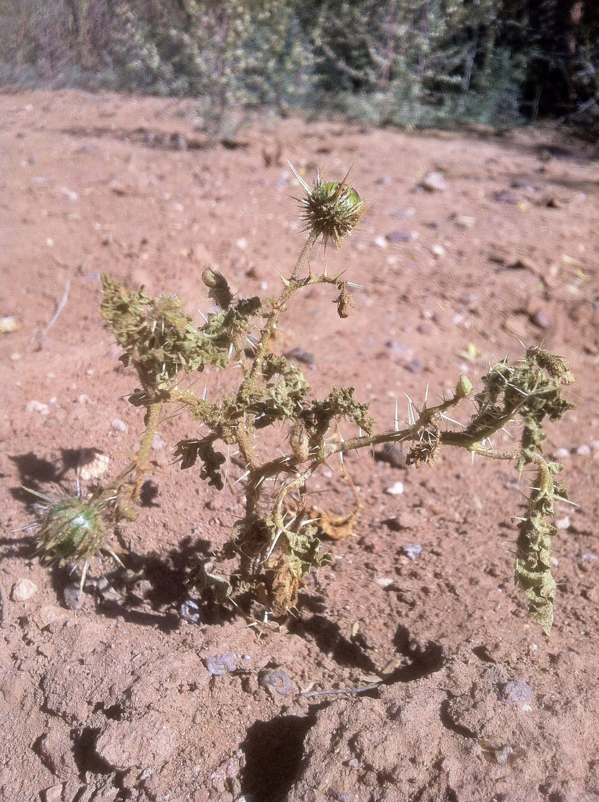 This spiny and wilted plant – shown here where it was found in Valentine, Texas in November 2013 – is only the third specimen of Solanum cordicitum ever found. The first specimen was found in 1974 and the second in 1990, but over the years, the plant was wrongly assigned to three different Solanum species before a study led by University of Utah botanist Lynn Bohs identified it as an entirely new but likely endangered species. Solanum is among the largest genera of flowering plants, and includes tomatoes, potatoes, chili peppers and eggplants.