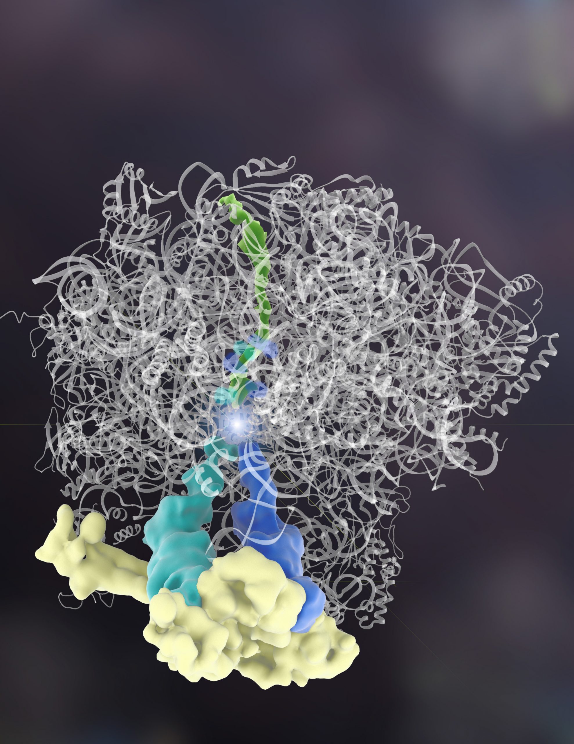 Caught in the act: Rqc2 protein adds amino acids to another protein. The new finding goes against dogma, showing for the first time that the building blocks of a protein, called amino acids, can be assembled by another protein, and without genetic instructions. The Rqc2 protein (yellow) binds tRNAs (dark blue, teal) which add amino acids (bright spot in middle) to a partially made protein (green). The complex binds the ribosome (white).