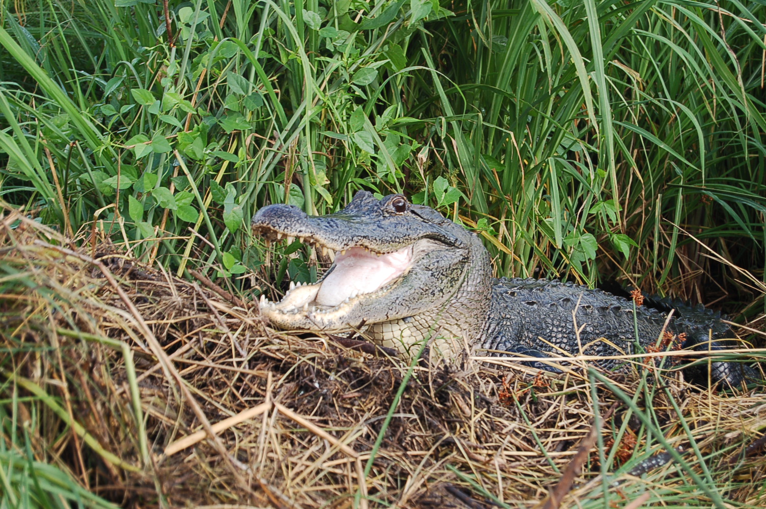 American alligators like this one are able to digest large meals because they can divert blood flow from their lungs to their stomach, which increases acid production, according to a new study by University of Utah biologist C.G. Farmer.