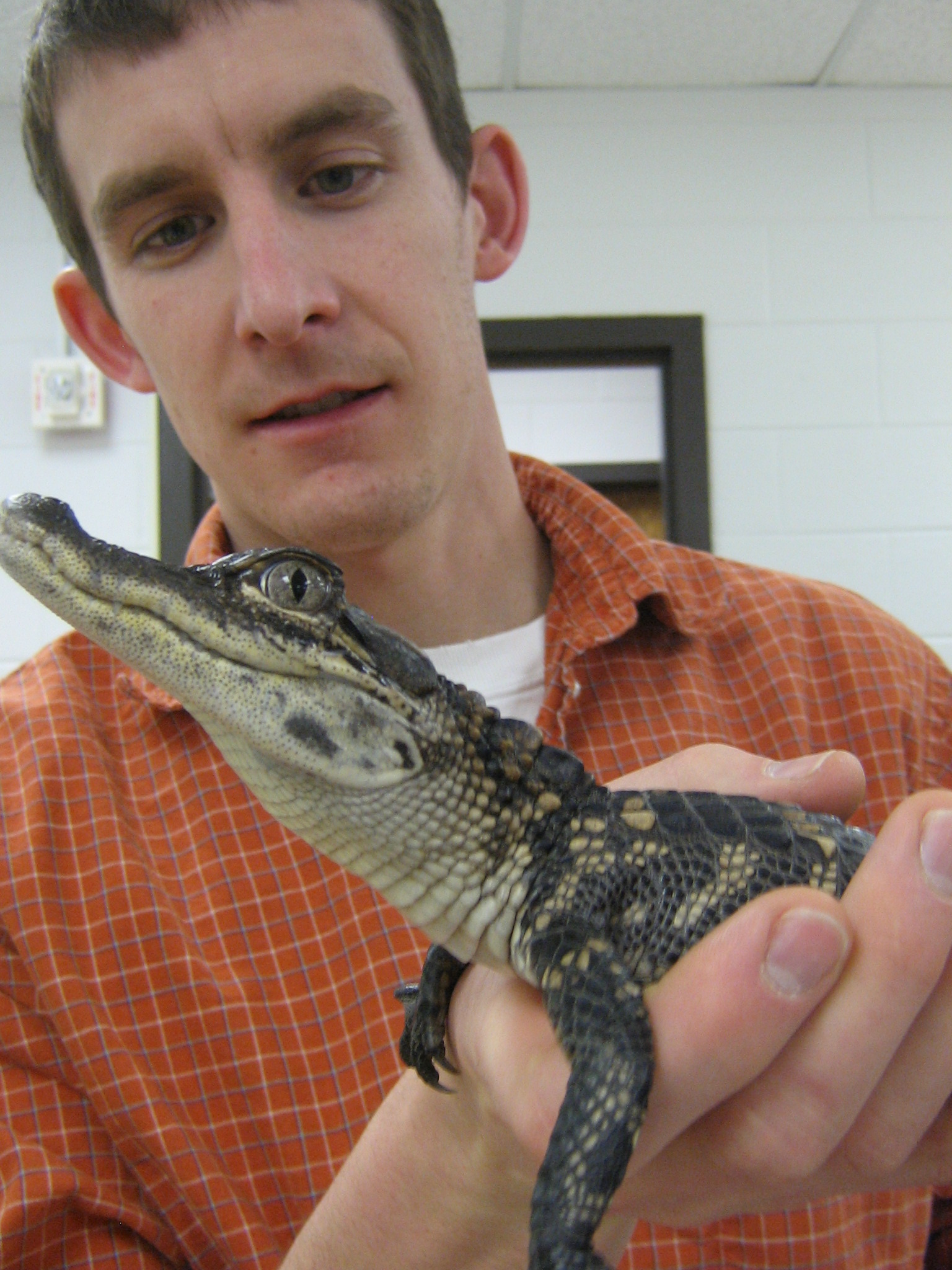 T.J. Uriona, a University of Utah doctoral student in biology, holds a juvenile American alligator. Uriona and his professor, biologist C.G. Farmer, have published a study showing how alligators use muscles to move their lungs backward to help them dive, and to one side or the other to roll.
