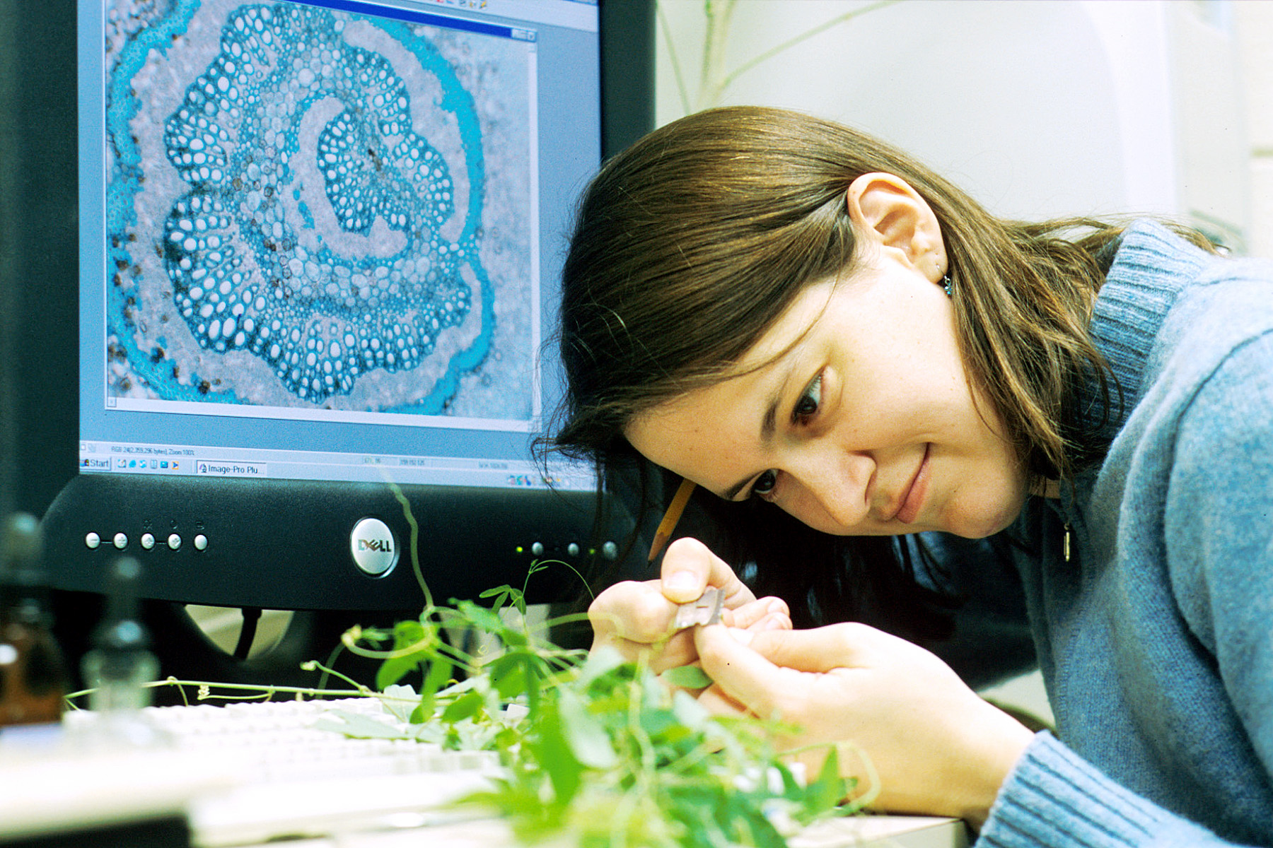 University of Utah biologist Kate McCulloh used a razor blade to slice thousands of leaves and stems so she could learn how water is transported through conduits in plants. The microcope image on the computer screen behind her shows a cross section of a leaf stalk, with the conduits appearing as white spots.