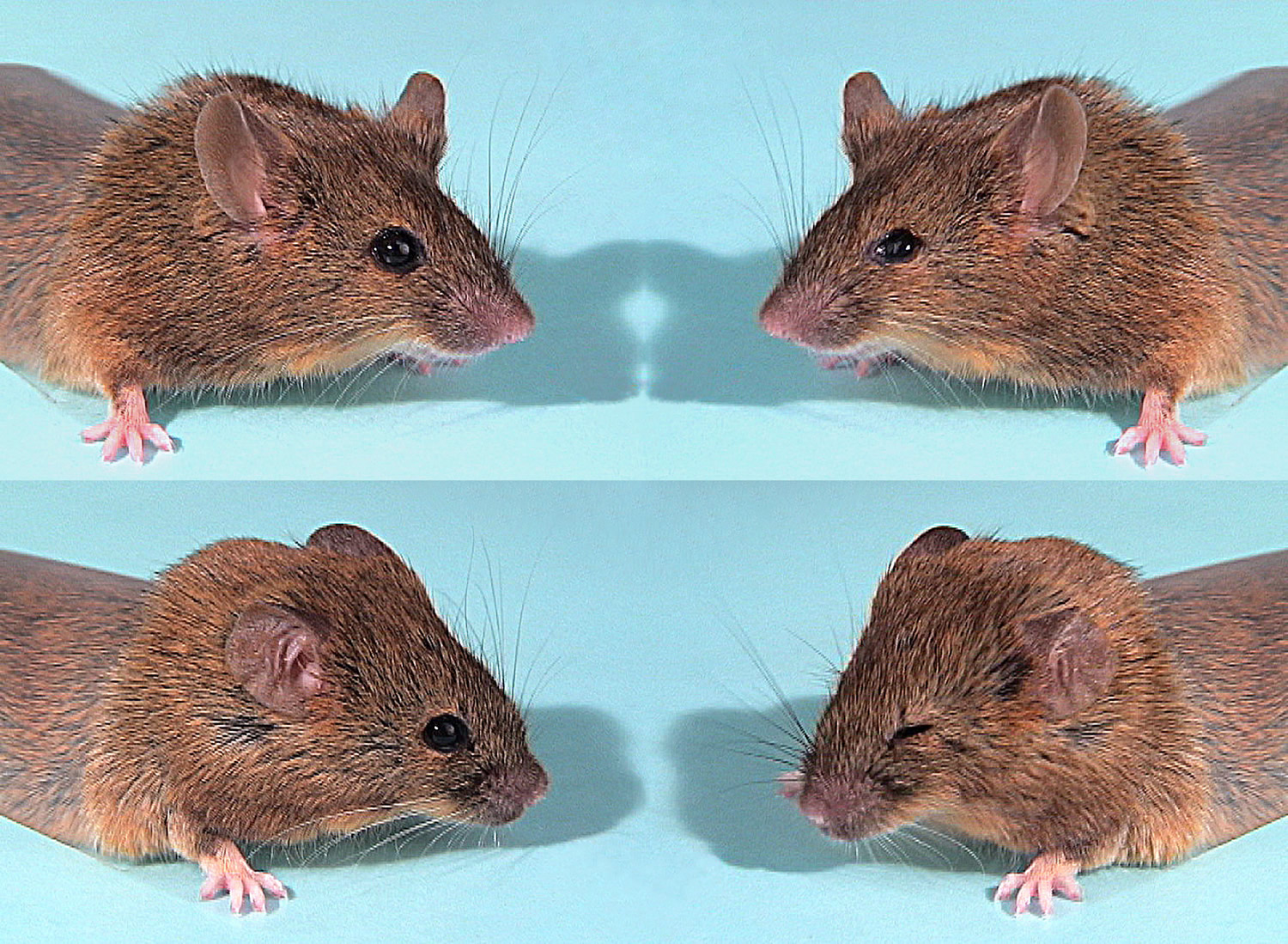 At top and bottom left are two mice in which a gene named Hoxb1 has been disabled. The gene controls the development of nerves needed for facial expressions. When a puff or air was blown into the face of the first mouse (top right), it was unable to blink its eyes, wiggle its whiskers or pull back its ears due to facial paralysis caused by the lack of the Hoxb1 gene. But in the mouse on the bottom, a key piece of the Hoxb1 gene was inserted into a gene named Hoxa1, in effect recreating an ancient gene that once did the job of both Hoxb1 and Hoxa1. So when a puff of air was blown in the face of that mouse (bottom right), it was able to blink its eyes, wiggle its whiskers and fold back its ears -- thanks to the reconstructed, anicent gene.