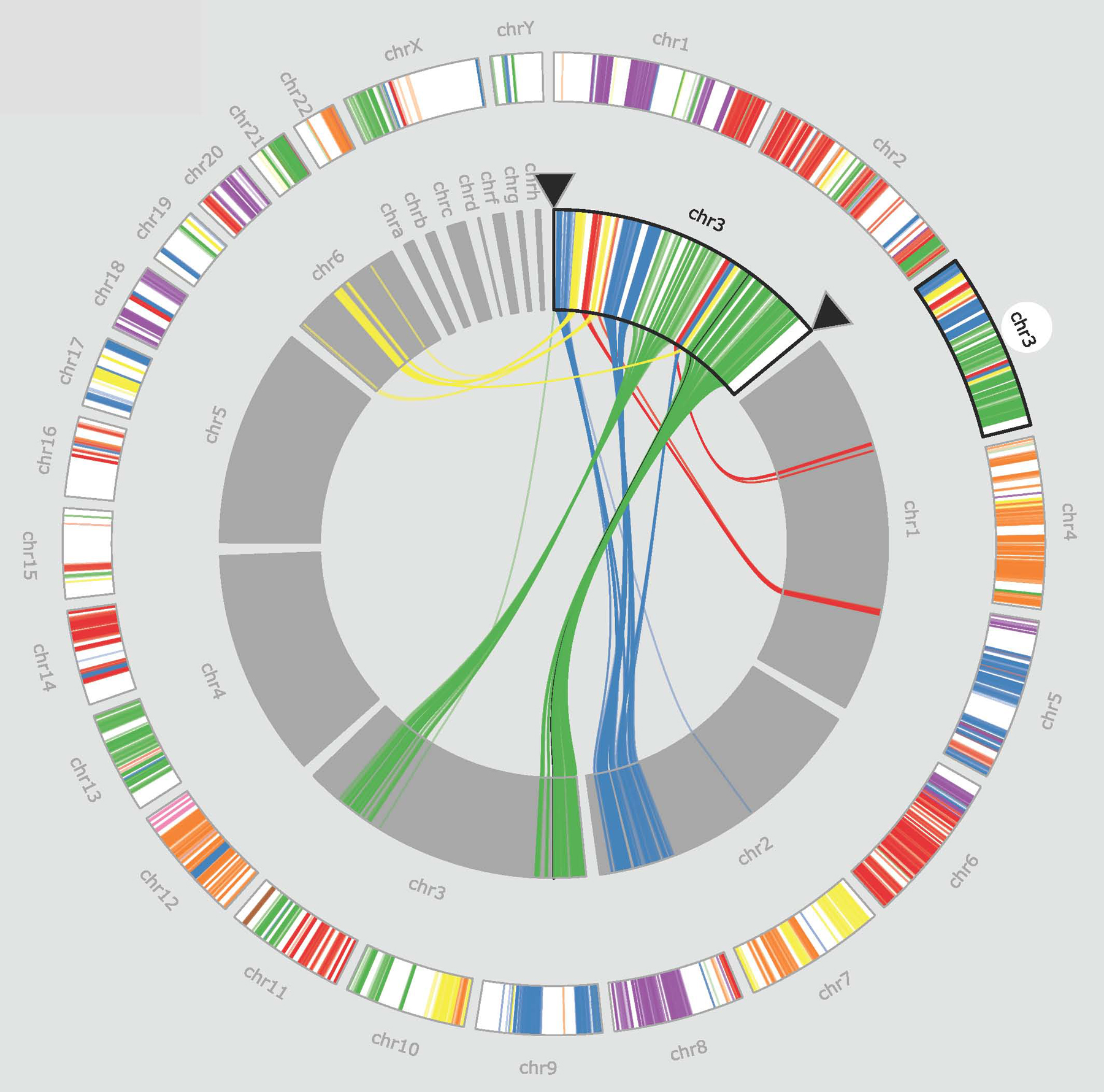 This visualization is part of the MizBee software (www.mizbee.org), which allows biologists to visualize and explore similarities in the DNA of different organisms. In this image the human genome is compared with the genome of a lizard -- each colored curve in the inner ring indicates a similar strand of DNA that appears in both genomes. Scientists are using MizBee to answer biological questions such how the genome supports adaptivity in a species.