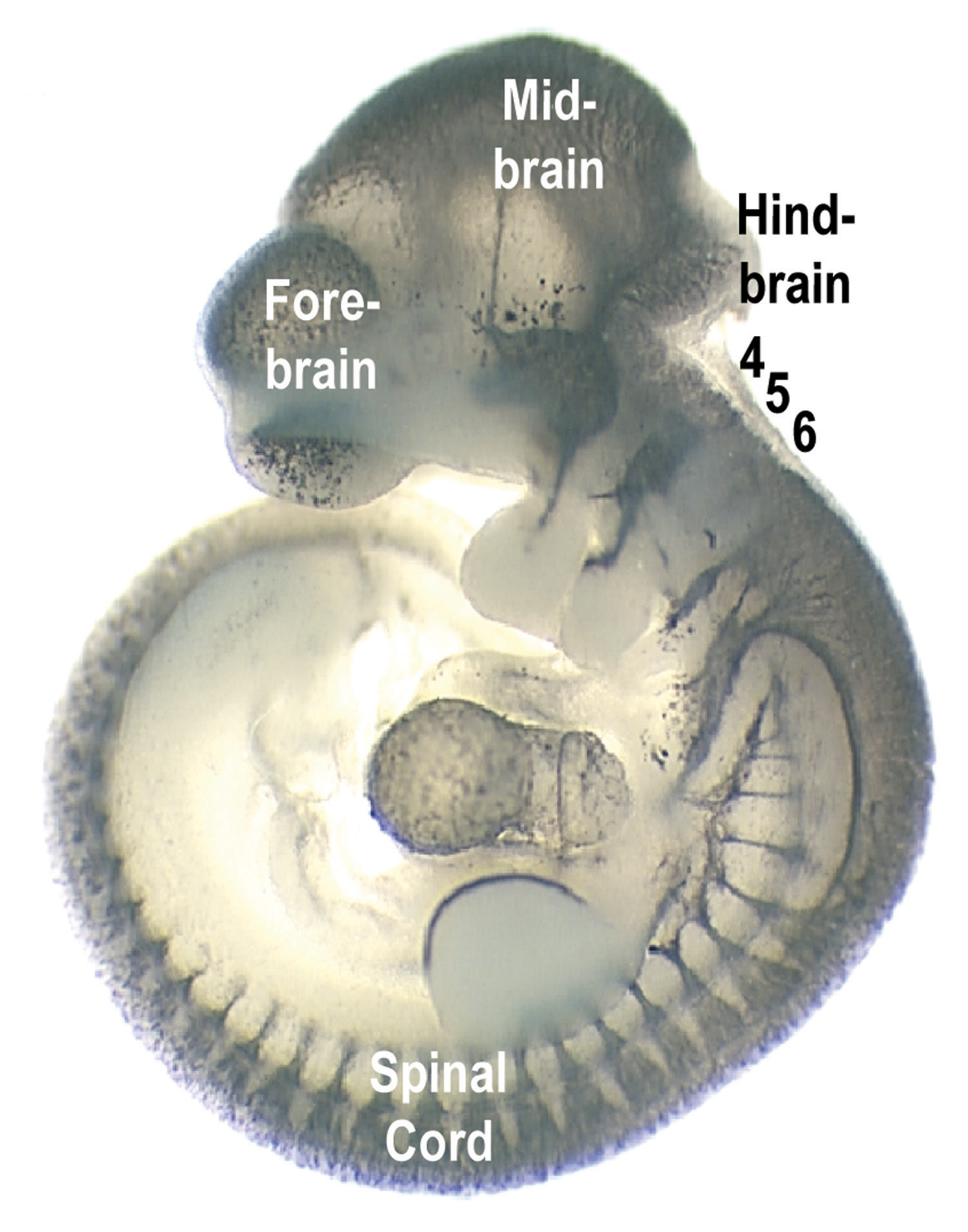 The image of a mouse embryo show different portions of the developing nervous system, including hindbrain segments 4 and 5, where genes guide the formation of nerves controlling facial expressions and eyeball movements.