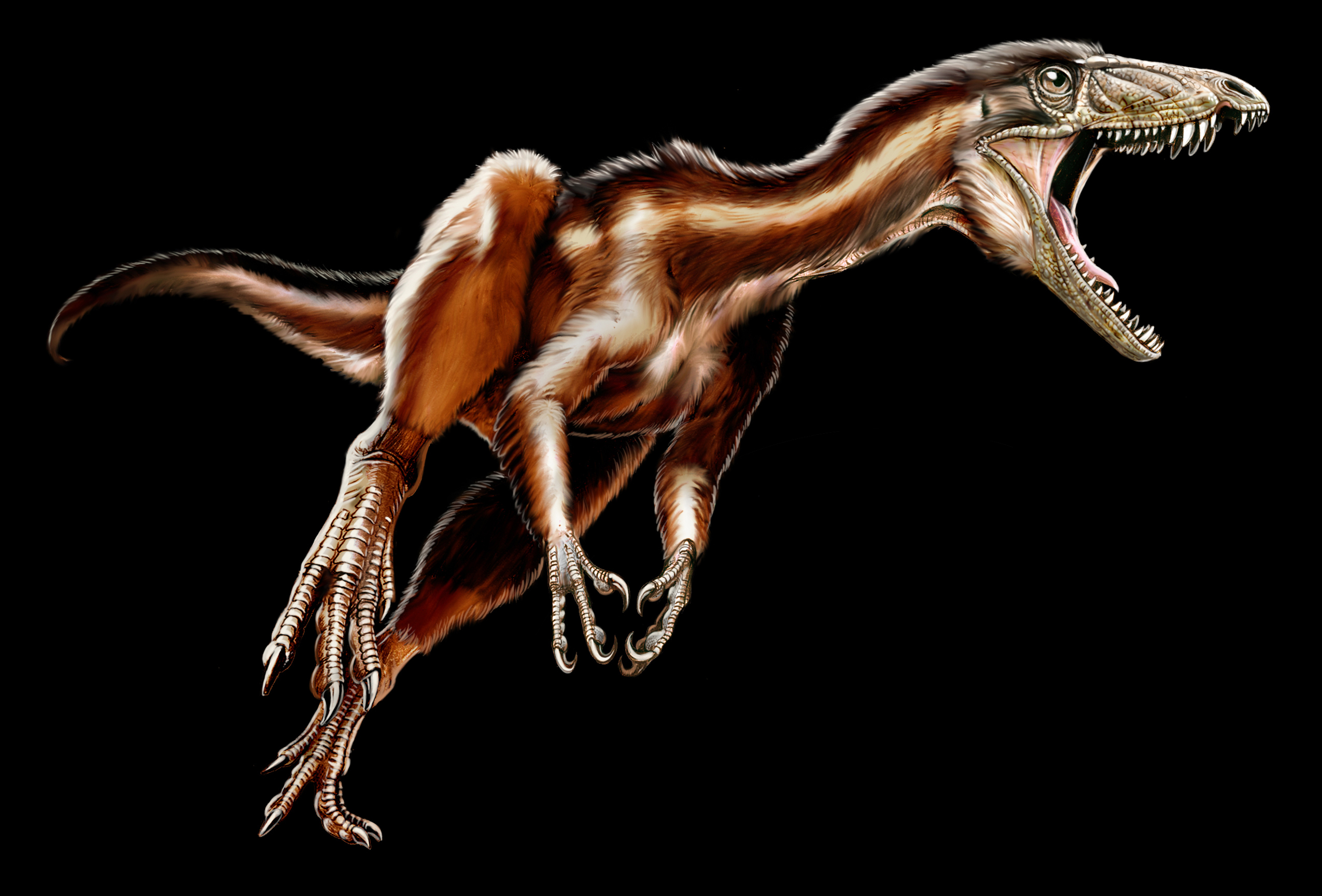 Fleshed-out reconstruction of the new Triassic carnivorous dinosaur "Tawa hallae."