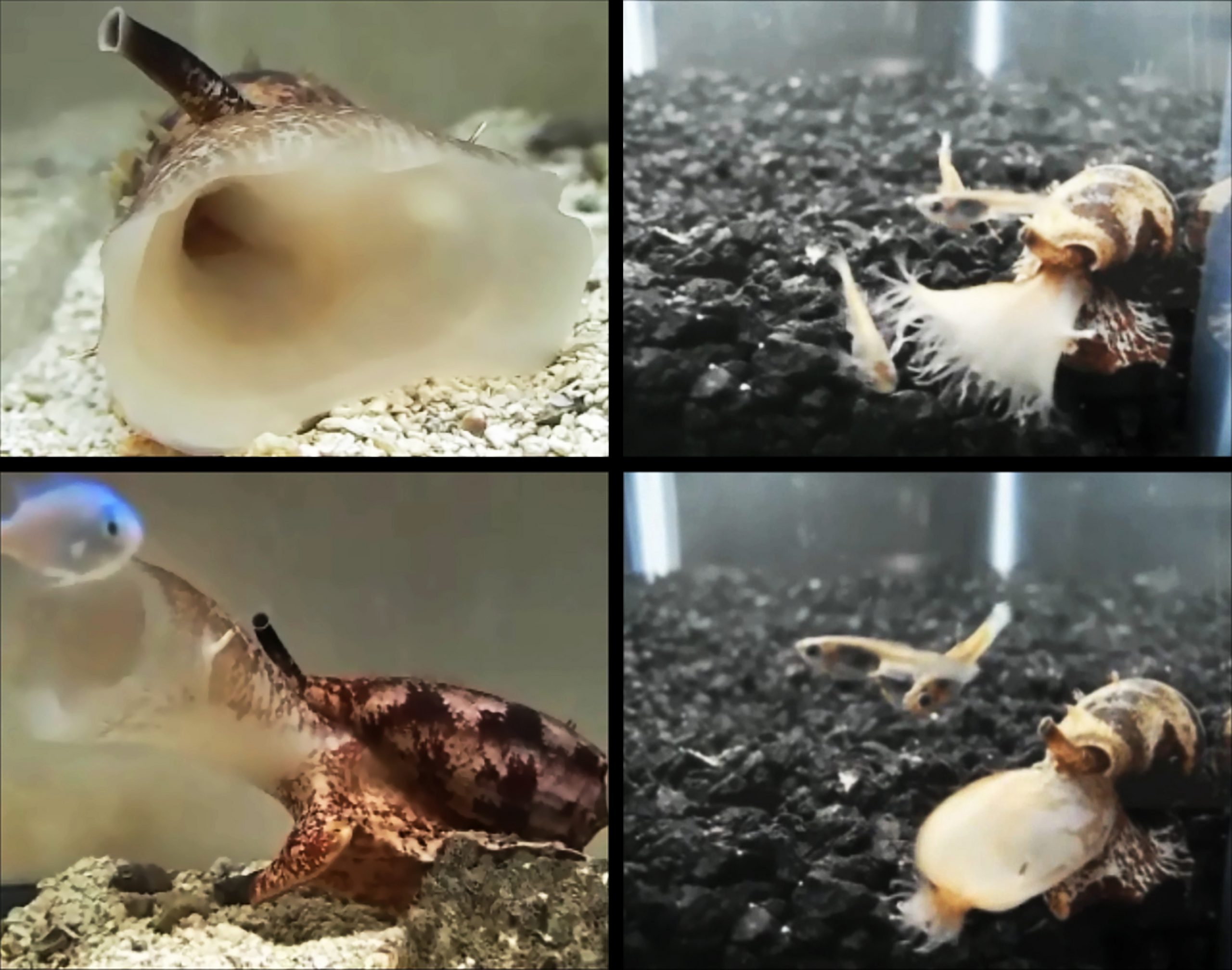 The images show two species of cone snail, Conus geographus (left) and Conus tulipa (right) attempting to capture their fish prey. As the snails approach, they release a specialized insulin into the water, along with neurotoxins that inhibit sensory circuits, resulting in hypoglycemic, sensory-deprived fish that are easier to engulf with their large, distensible false mouths. Once engulfed, powerful paralytic toxins are injected by the snail into each fish.