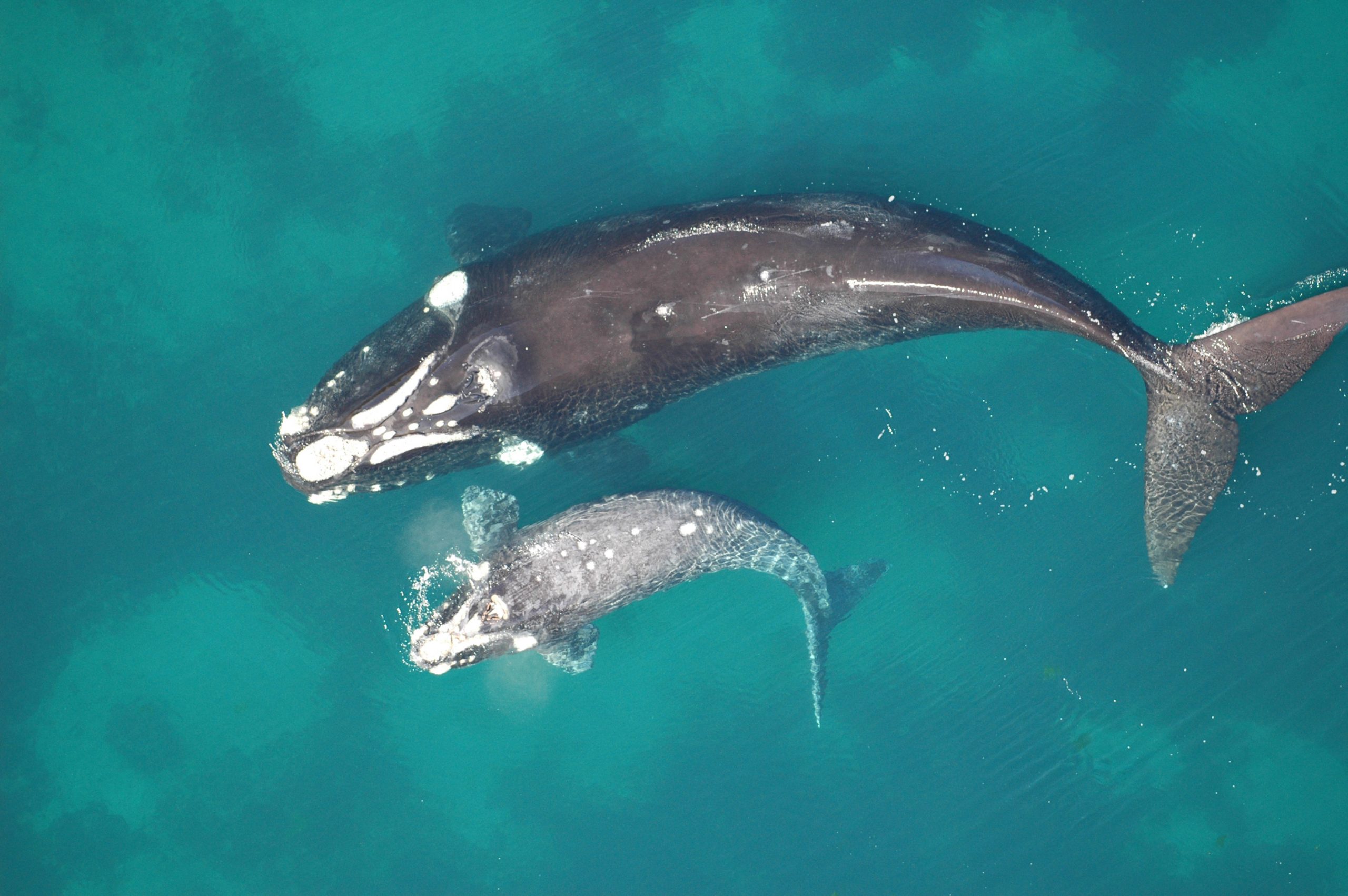 For a month after birth, Southern right whale mothers and their calves rest and nurse. Then, like the pair shown here off Argentina, they start to swim faster and farther as they prepare for a long migration in the South Atlantic to reach their feeding areas. A University of Utah study found mother whales teach their calves where to eat, raising concern about whether the whales can adapt as global warming disrupts feeding grounds.