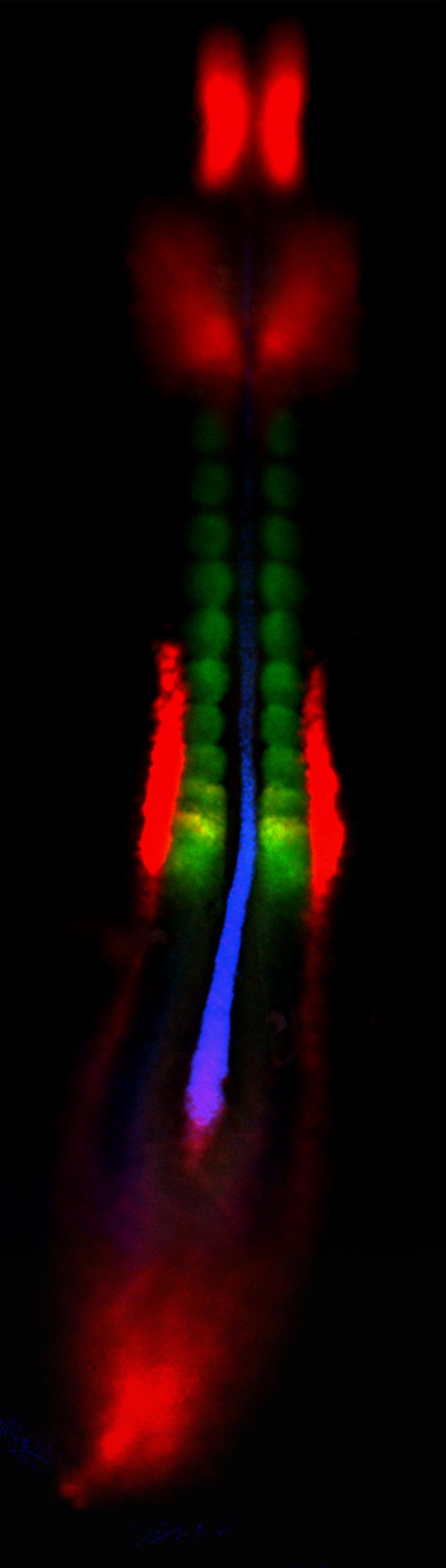 A method developed at the University of Utah uses three fluorescent dyes to show where three different genes are active in a chicken embryo. One gene (indicated by red) is active in the brain (two red bars at top), ears (fuzzy red), early kidneys (middle of image) and the tail bud (bottom). A second gene (green) is active in what are called somites, which become vertebrae and back muscles. A third gene (blue) is active in the notochord, a rodlike structure that gives skeletal support to the early embryo. Where two genes are active in the same area, other colors are seen, such as purple (red plus blue) or yellow (red plus green). Red, green and blue are primary colors for light and thus for fluorescent dyes, unlike paint pigments, for which primary colors are red, yellow and blue.